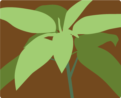 Thumbnail image of a plant